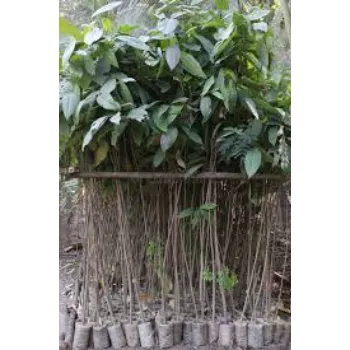 Outdoor Mahogany Plants